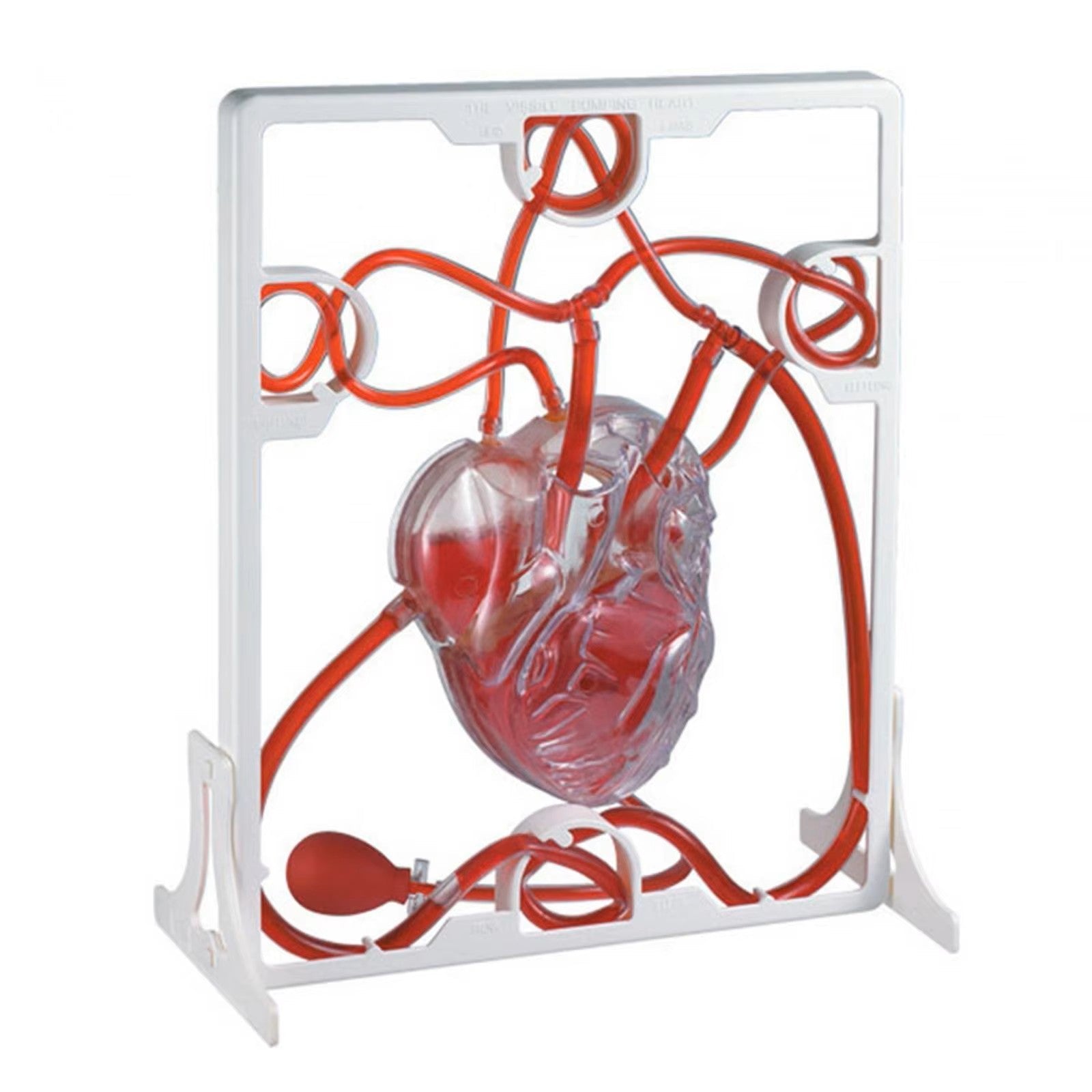 Modelo de Circulação Cardíaca para Aula, Simulação Educação Científica