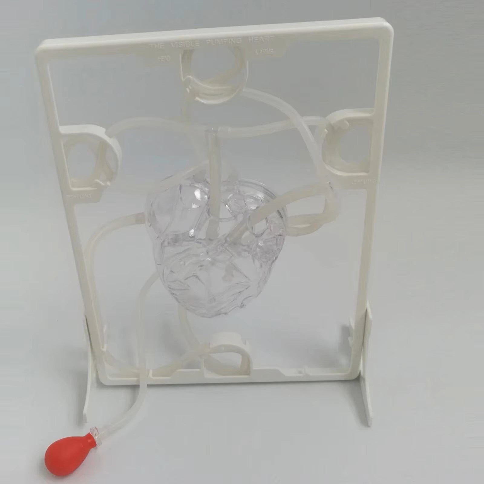 Modelo de Circulação Cardíaca para Aula, Simulação Educação Científica