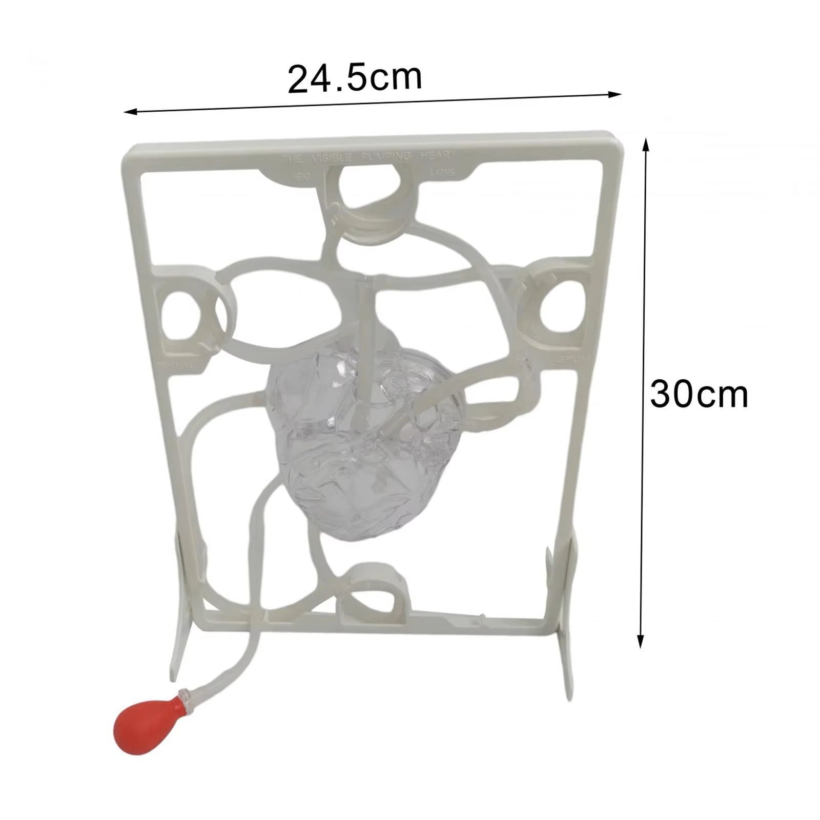 Modelo de Circulação Cardíaca para Aula, Simulação Educação Científica