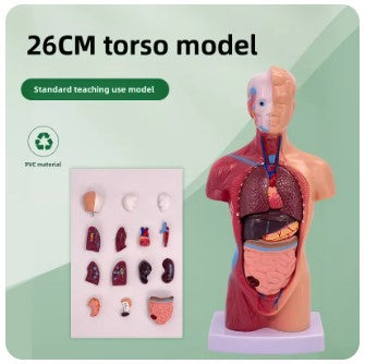 Modelo de corpo de 28cm, equipamento de educação médica, estrutura óssea, modelo de dissecção, brinquedos educativos para crianças