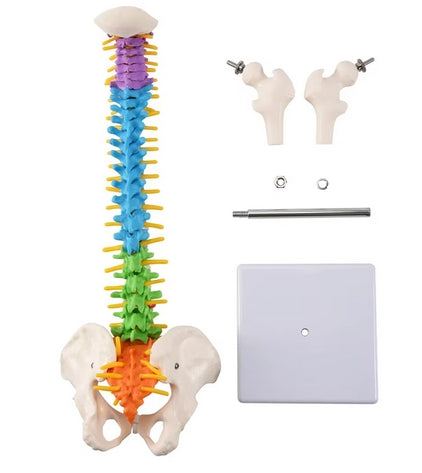 Pélvis humana anatômica anatomia (coluna)