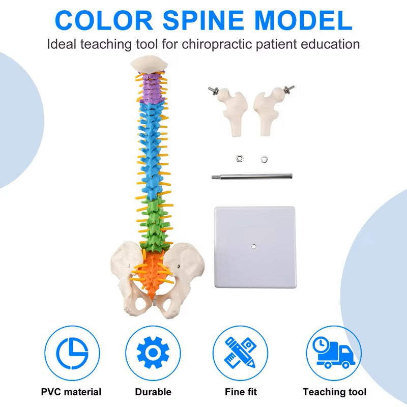 Pélvis humana anatômica anatomia (coluna)