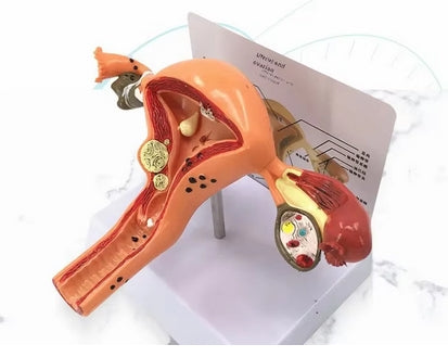 Modelo de útero grande feminino