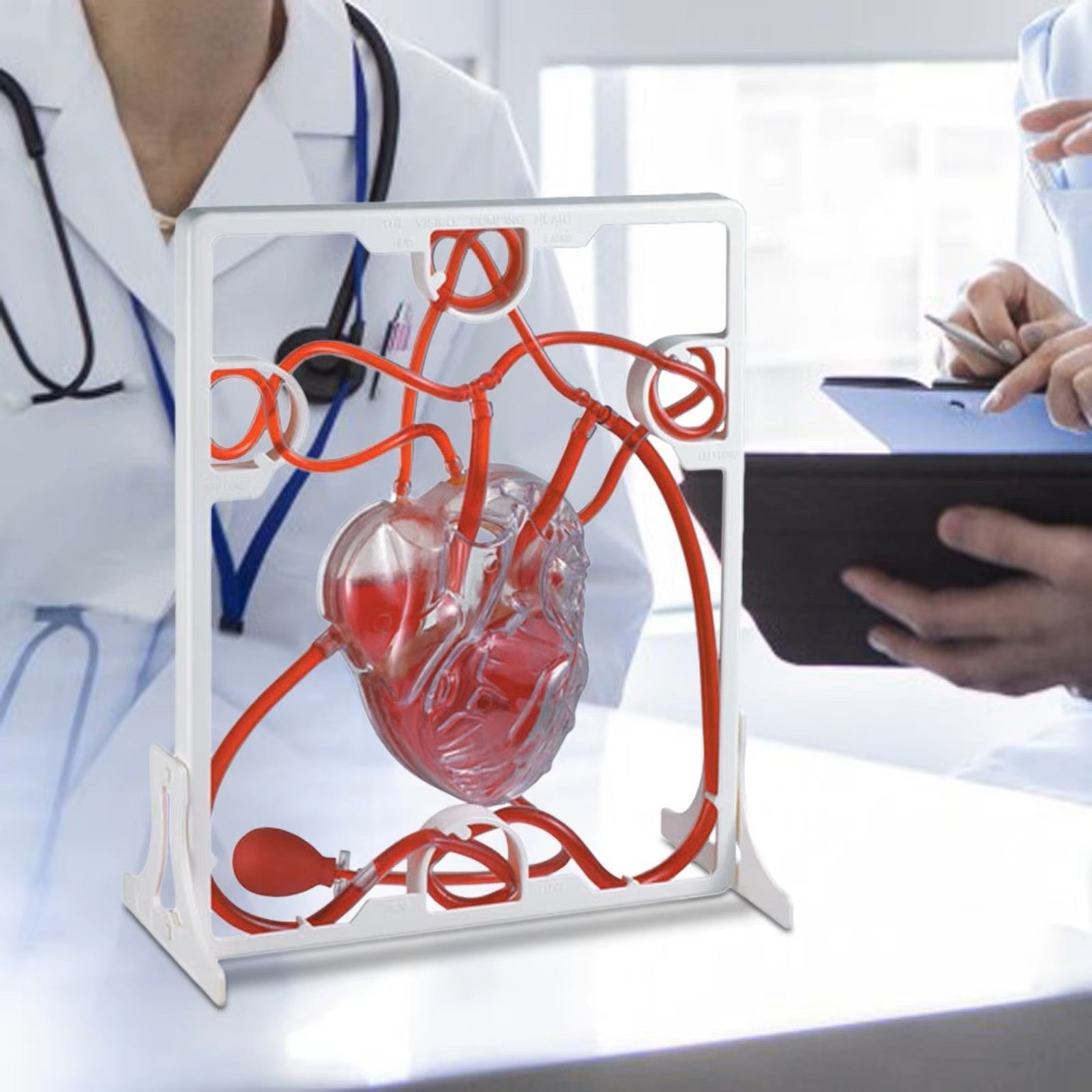 Modelo de Circulação Cardíaca para Aula, Simulação Educação Científica