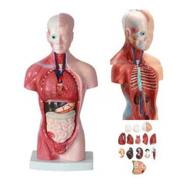 Modelo de corpo de 28cm, equipamento de educação médica, estrutura óssea, modelo de dissecção, brinquedos educativos para crianças