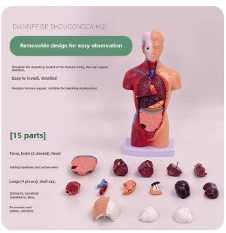 Modelo de corpo de 28cm, equipamento de educação médica, estrutura óssea, modelo de dissecção, brinquedos educativos para crianças