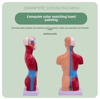 Modelo de corpo de 28cm, equipamento de educação médica, estrutura óssea, modelo de dissecção, brinquedos educativos para crianças