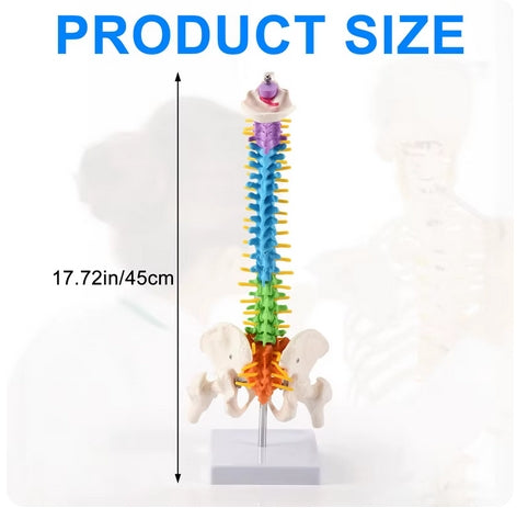 Pélvis humana anatômica anatomia (coluna)
