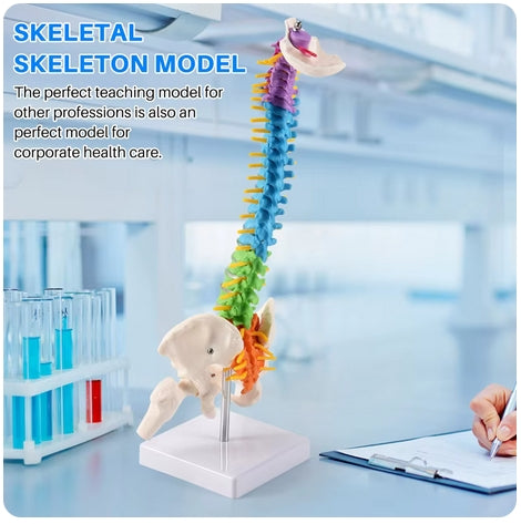 Pélvis humana anatômica anatomia (coluna)