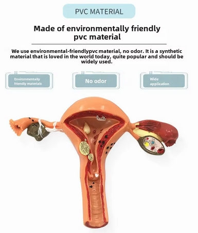 Modelo de útero grande feminino